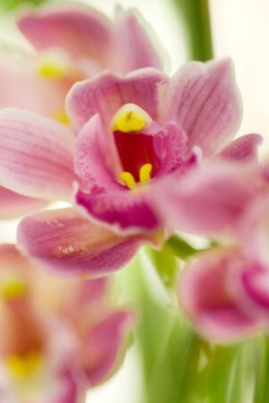 Cymbidiumの写真素材