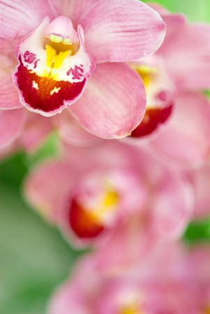 Cymbidiumの写真素材