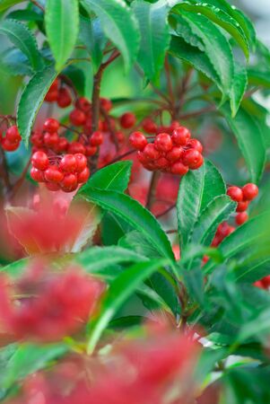 Spiceberry of red fruitの写真素材