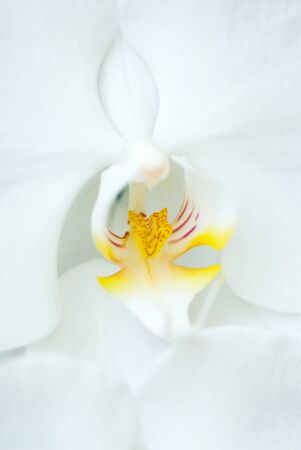 White Phalaenopsisの写真素材