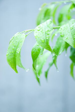 Fresh greenの写真素材