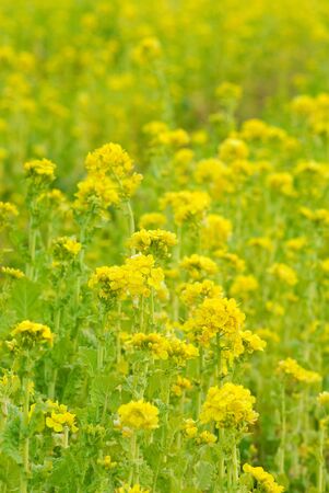 Rape fieldの写真素材