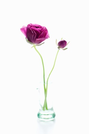 Ranunculus