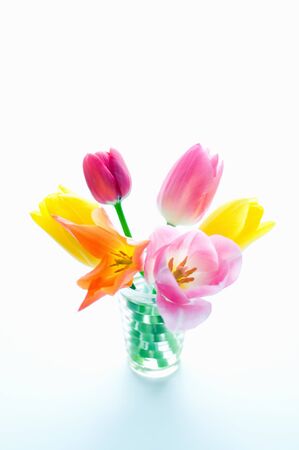 Tulipの写真素材