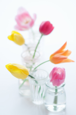 Tulipの写真素材