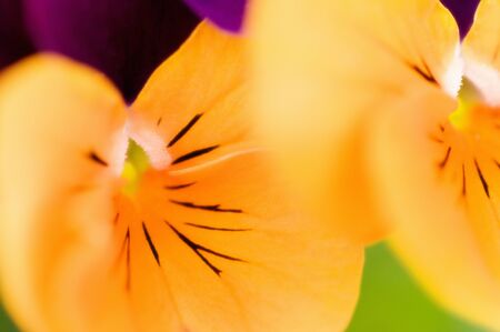 Orange Violaの写真素材