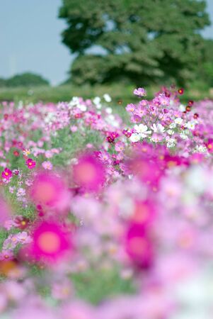 Cosmosの写真素材