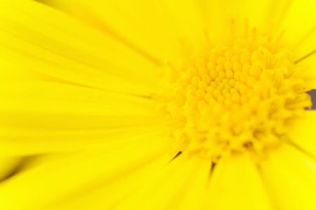 Julio PS Daisyの写真素材
