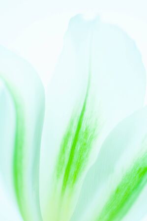 Tulipの写真素材