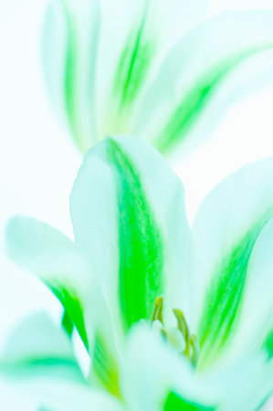 Tulipの写真素材