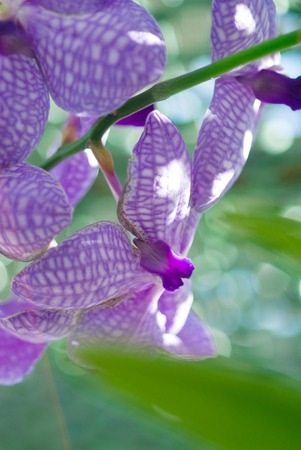 Orchid