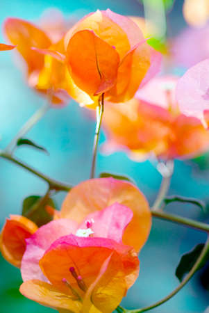Bougainvilleaの写真素材