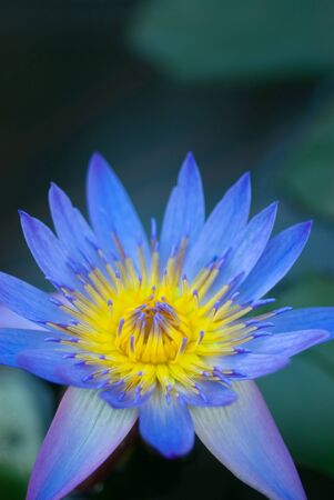 Blue lotus flowerの写真素材