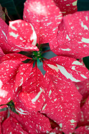 Poinsettiaの写真素材