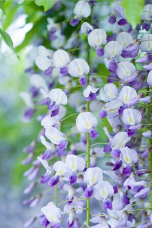 The wisteria flowersの写真素材