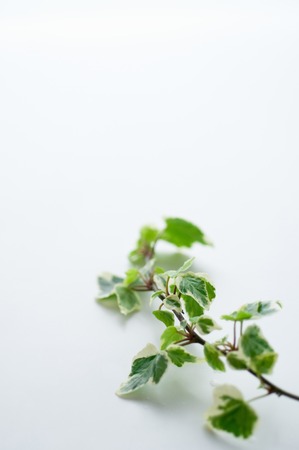 Ivyの写真素材