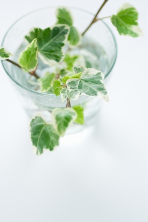 Ivy arranged in glassの写真素材