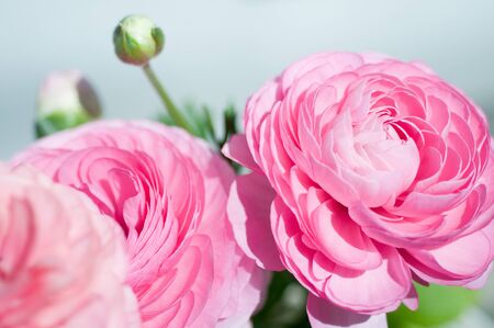 Ranunculusの写真素材