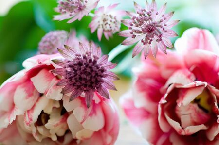 Double flower tulipの写真素材