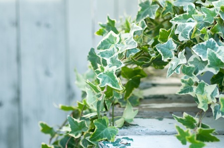 Ivyの写真素材