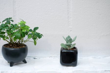 White walls and pottedの写真素材