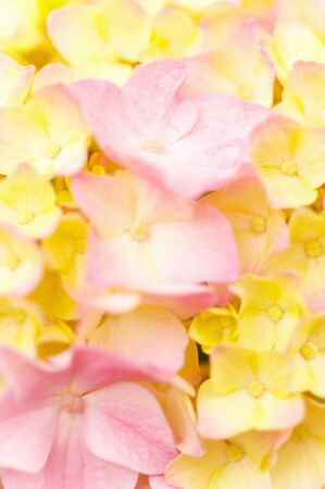Hydrangea