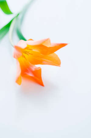 Orange tulipsの写真素材