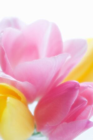 Tulipの写真素材