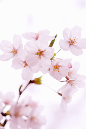 Cherryの写真素材