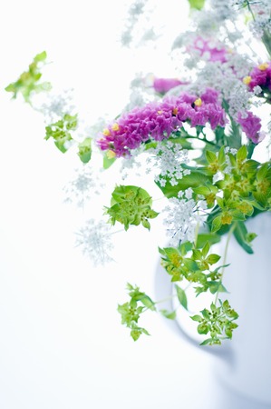 Naughty vase of staticeの写真素材