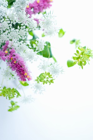 Naughty vase of staticeの写真素材