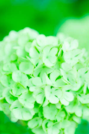 Inflorescence