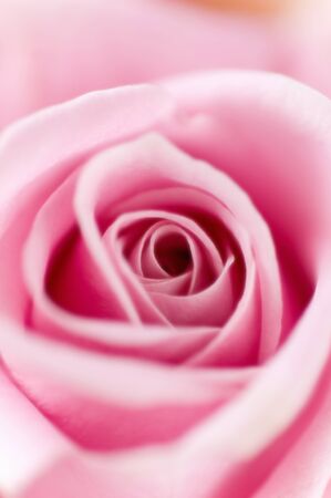 Pink Rosesの写真素材