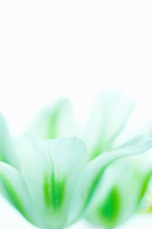 Tulipの写真素材