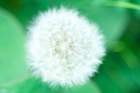 Dandelion fluffの写真素材