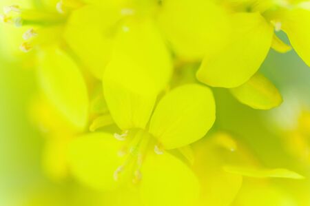 Rape blossomsの写真素材