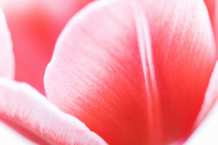 Tulipの写真素材