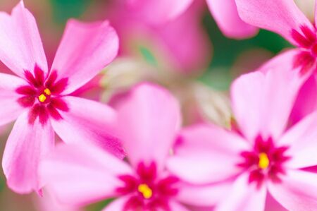 Moss Pinkの写真素材