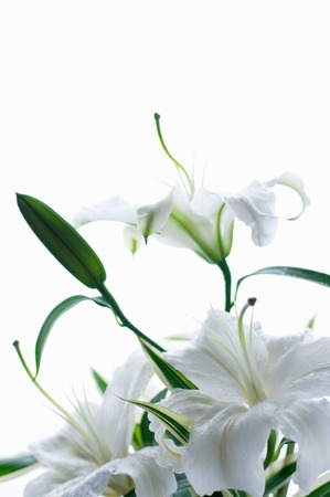 Lilyの写真素材