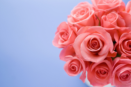 Arranged in a white vase, pink rosesの写真素材