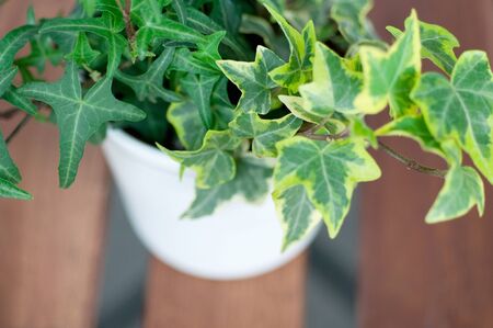 Potted Ivyの写真素材