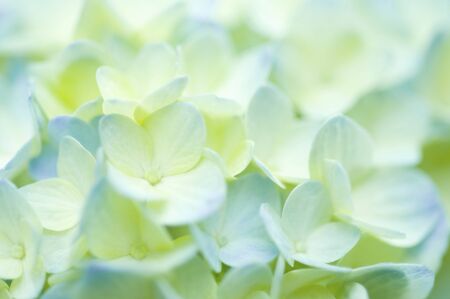 Hydrangeaの写真素材