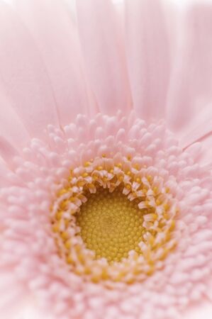 Gerberaの写真素材