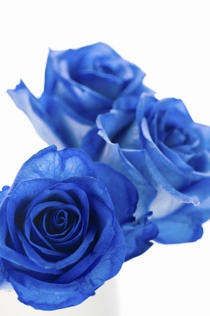 Blue Rosesの写真素材
