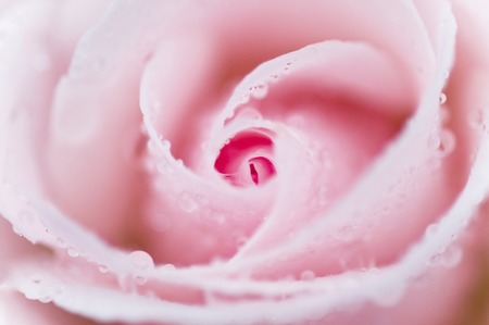 It rose wet with rainの写真素材