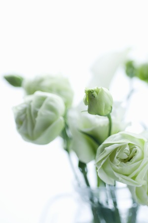 Turkey bellflowerの写真素材