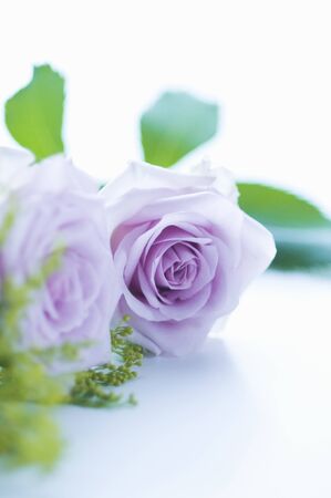 Pastel rosesの写真素材