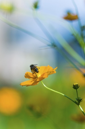 Cosmos sulphureus and beeの写真素材
