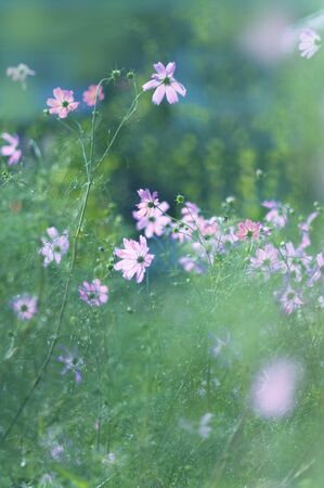 Cosmosの写真素材