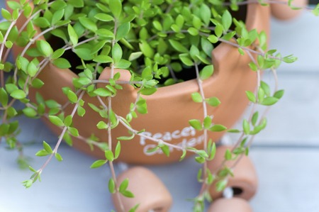 Foliage plantsの写真素材